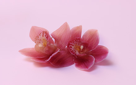image flowers BG